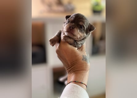 Wir haben aktuell Welpen. 2 Chihuahua Mädels
