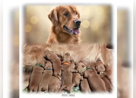 Reinrassige Golden Retriever Welpen Wir züchten mit viel Liebe und Leidenschaft.
