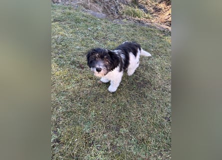 Polski Owczarek Nizinny - Polnischer Niederungs Hütehund -  PON