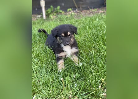 Supersüsse Australian Shepherd Welpen in der Farbe