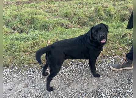 Nur 2 Labrador Weibchen mit Ahnenpass 2 Rüden & 6 Weibchen in Schwarz