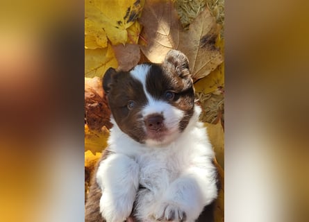 Mini Australian Shepherd Welpen