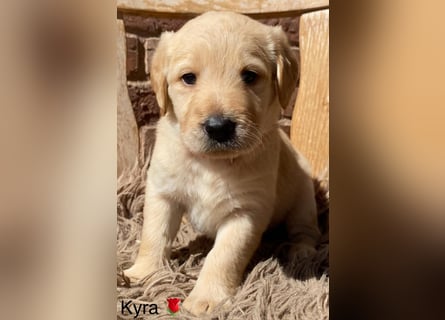 Labradoodle F1 apricot