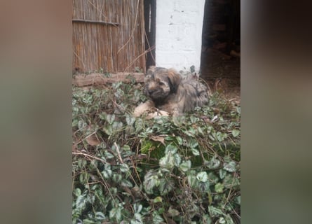 Tibet Terrier Rüde