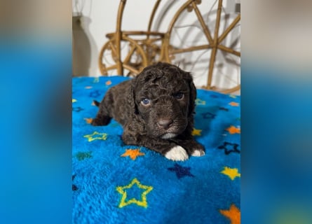 Lagotto Romagnolo Puppy FCI