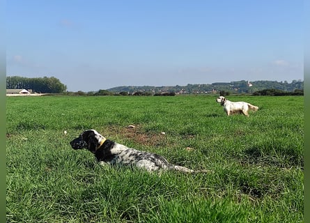 English setter Rüde Welpe