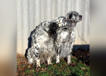 English setter Welpen (3 Rüden, 2 Hündinnen)
