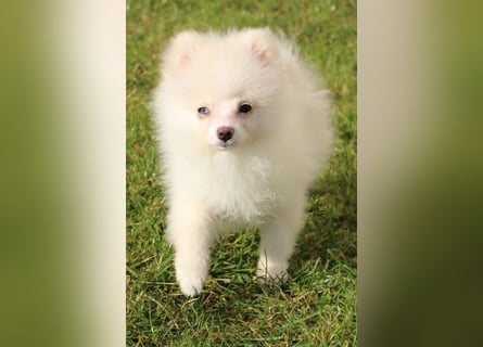 Zwergspitz Pomeranian "Vanilla" Hündin 4 Monate kann ins neue Heim ziehen