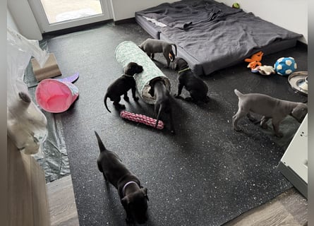 Deutsche Dogge Welpen