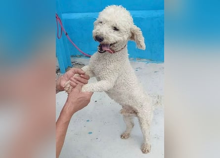 (R) ❤️ lieber kleiner DARI - 4 Jahre, 30cm/9kg - Bichon-Mischling