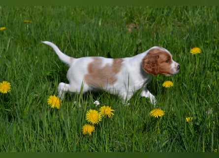 Sportlicher Familienhund - Irish Red and White Setter