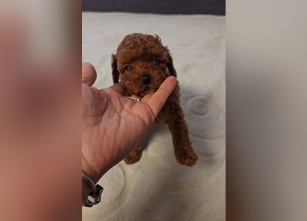 Tiny Asiatische Püppchen Toypudel Welpen