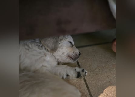 Golden Retriever Welpen suchen .....