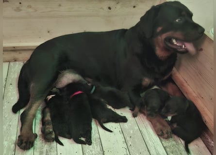 Reinrassige Rottweiler Welpen , Sportliche leistung Zucht