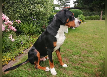 Wunderschöne Swissydog-Welpen mit Papieren - THERAPIEBEGLEITHUNDGEEIGNET