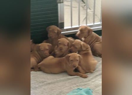 Magyar Vizsla Welpen in Erwartung