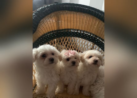 Bichon Frisé Welpen suchen ein liebevolles Zuhause