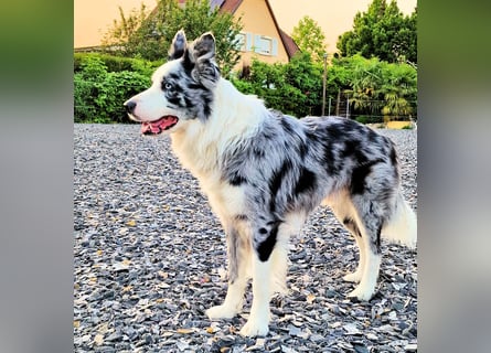 Traumhund: ruhiger & verschmuster Border Collie