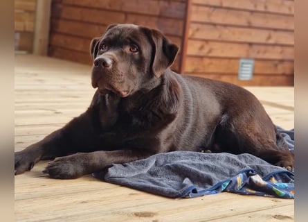 Wurfankündigung für August von reinrassig braunen Labrador Retrieverwelpen mit AT