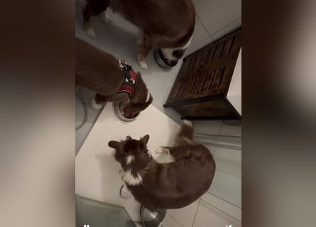 1 kleine Australian Shepherd Hündin( Welpe) braun/redtri (Minimix/Reinrassig)+ Gesundheitszeugnis