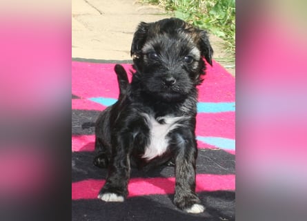 Kirsei-Kra Tibet Terrier Welpen ( VDH / ILT )