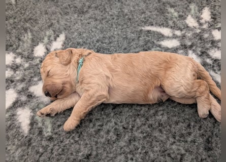 Goldendoodle medium mit Papieren und Ahnentafel