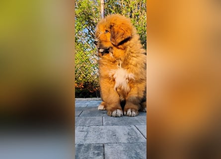 Do khyi Tibetischer Mastiff