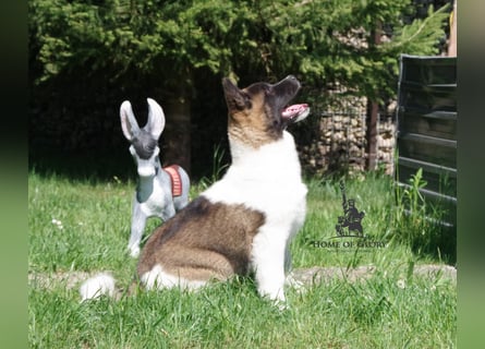 Echte reinrassiger American Akita Hündin
