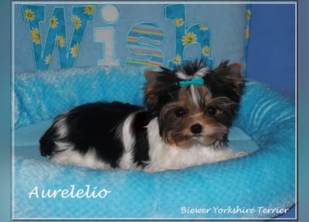 Yorkshire Terrier Welpen -verschiedene Farbgebungen u. Größen