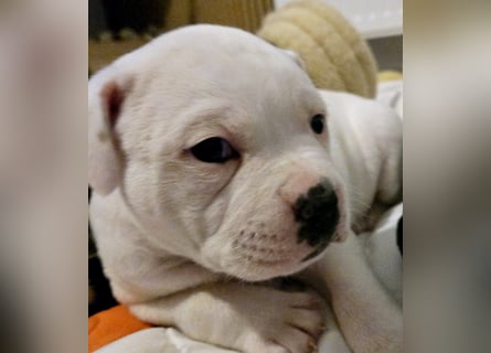 American Bulldog Welpen aus Hybrid/Standard Verpaarung ab Mitte Juni abzugeben, www.cocodin-bulls.de
