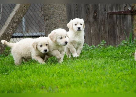 Goldenretriever Welpen