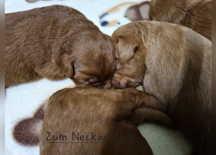 Labradoodle F1 Welpen aus Familienzucht vom Züchter 
