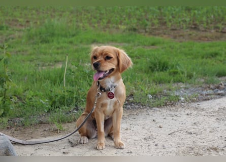 Cavapoo Welpen