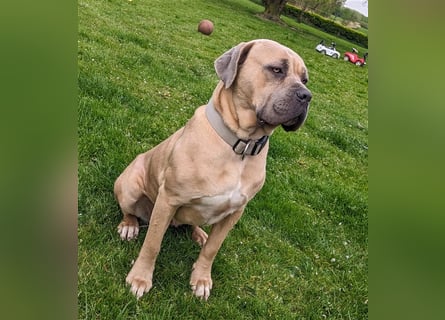 Reinrassige Cane Corso Welpen