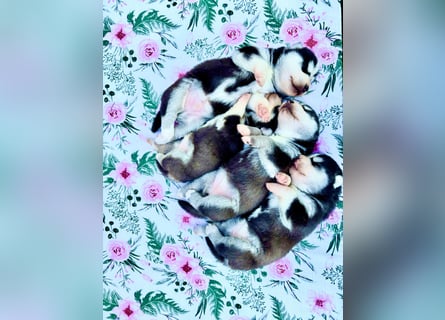 FCI Pedigree Blue Eyed Black & White Siberian Husky Champion Puppy