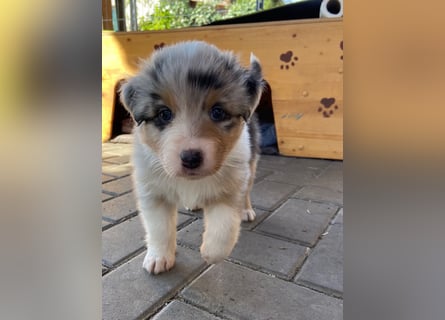 Knuddelige Australian Shepherd Welpen suchen Stellung für's Leben