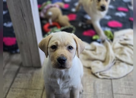 Labrador Welpen mit Ahnentafel