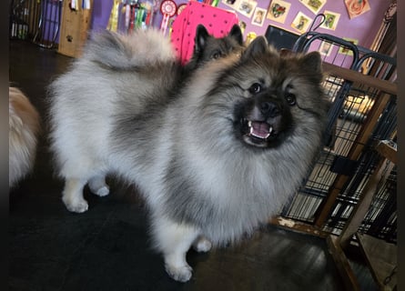 E Wurf the faithful silver wolf