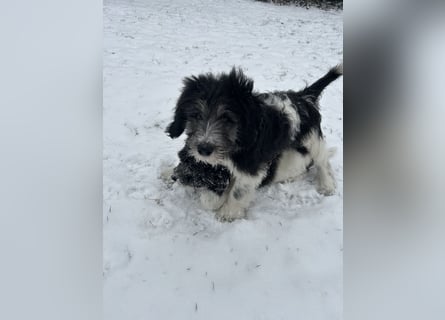 Polski Owczarek Nizinny - Polnischer Niederungs Hütehund -  PON