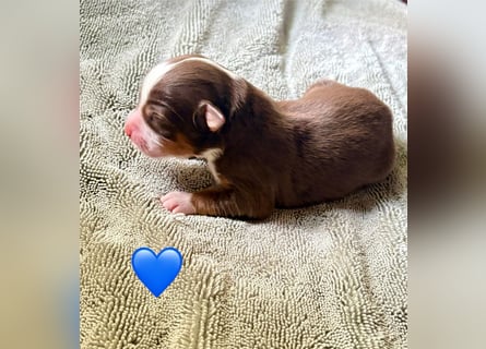Mini/Miniature Australian Shepherd Welpen mit Papiere