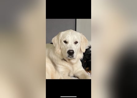 Wunderschöne Golden Retriever Welpen