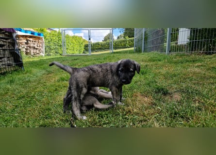 Irish Wolfhound Welpen
