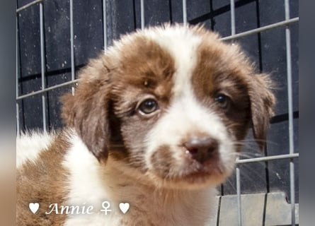 Ada, Andrea, Annie, Anton, Albert und Argos  suchen ab Mitte November ein Zuhause