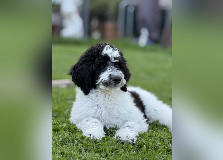 Bezaubernde Königspudel Welpen, Großpudel, Harlekin, Pudel, Videos