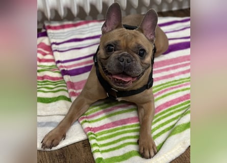 Bentley Reinrassige Französische Bulldogge Rüde