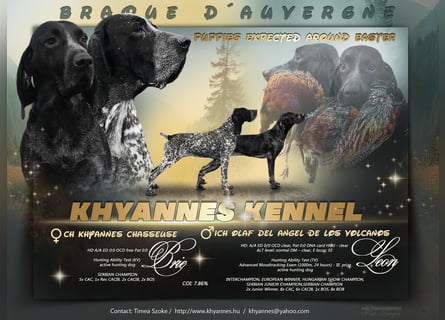 Braque d'Auvergne (Auvergne Vorstehhund) Welpe