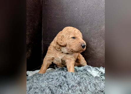 Goldendoodle medium mit Papieren und Ahnentafel