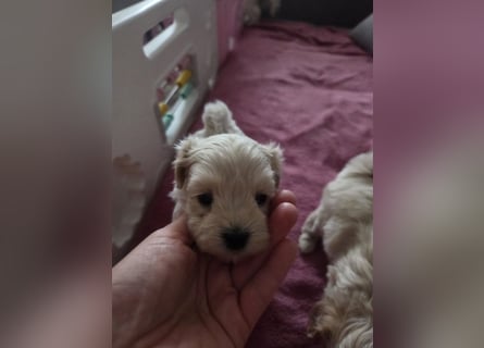 Maltipoo Welpen Rüde
