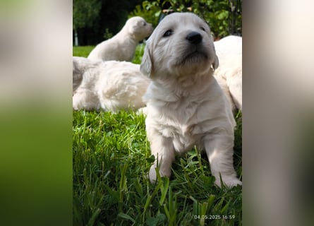 Golden Retriever Welpen 