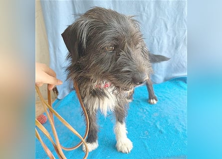 ❤️ ehemals armer LUPI - 2 Jahre, 45cm - Schnauzer-Mix